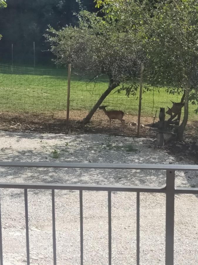 Alloggio E Agriturismo De Poanute Faedis Extérieur photo